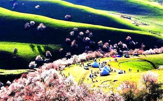 turgen apricot-1.jpg