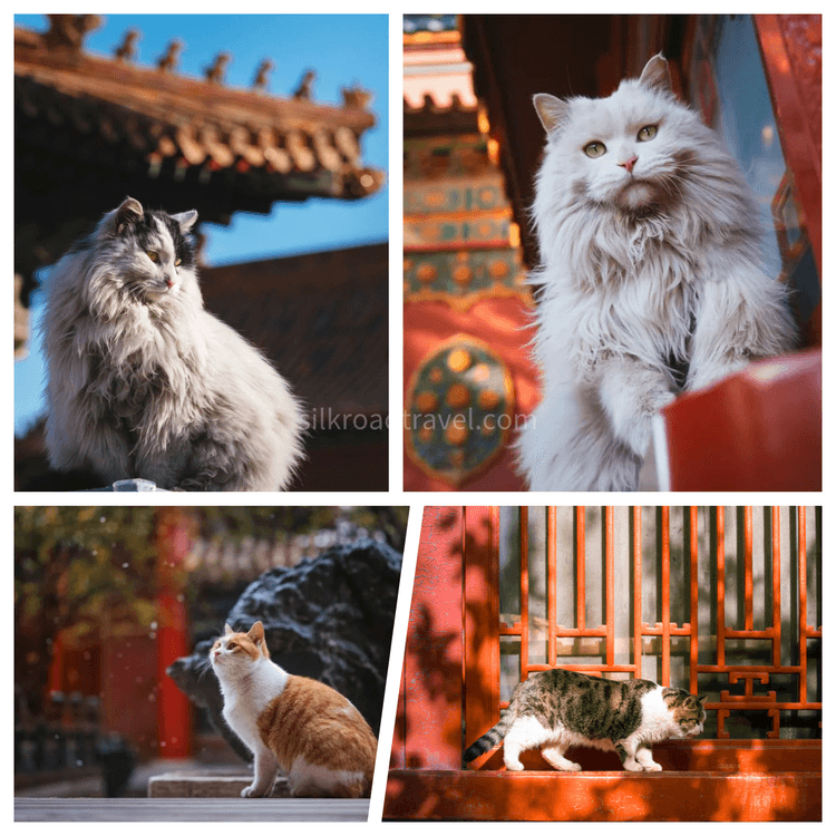 the forbidden city.png