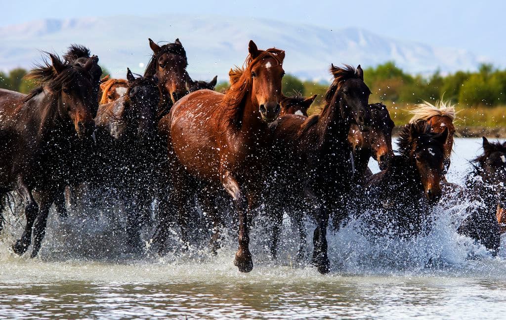 heavenly horse.jpg