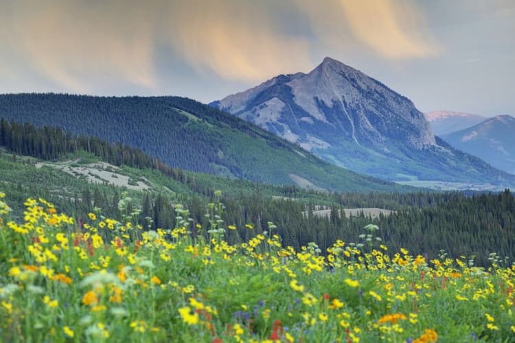 wildflowers.jpg