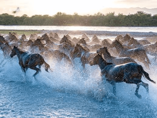 horse bath.png