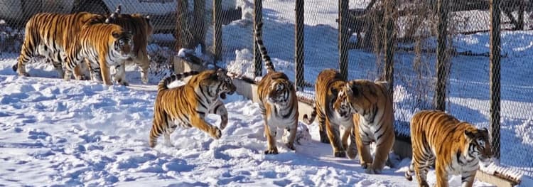 Siberian Tiger Park.jpg