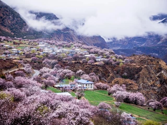 Gala Peach Blossom Village