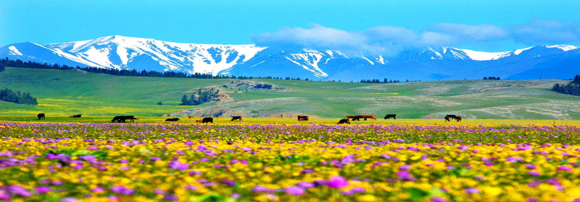 2-days-urumqi-and-heavenly-lake-tour