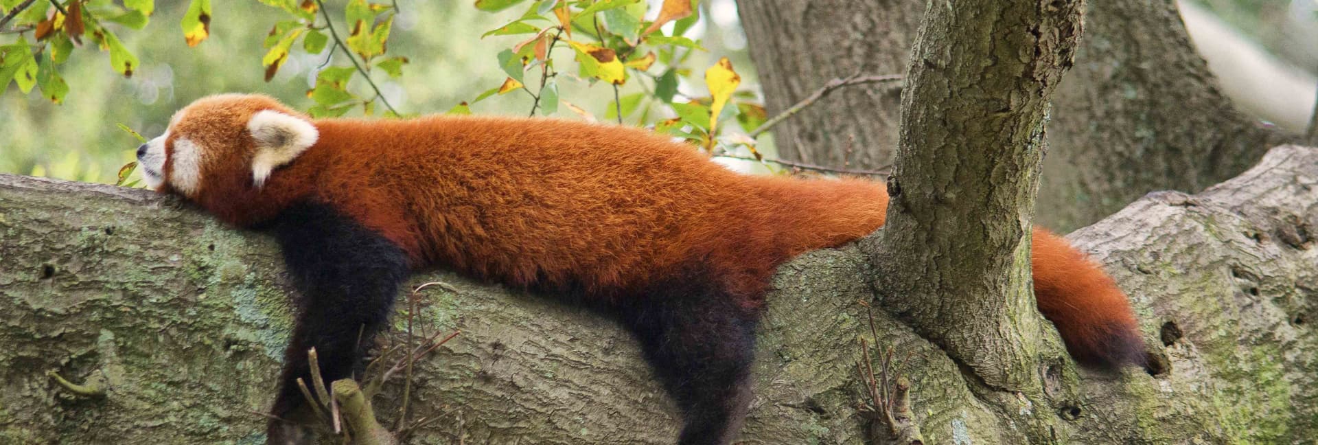 3-days-chengdu-weekend-tour