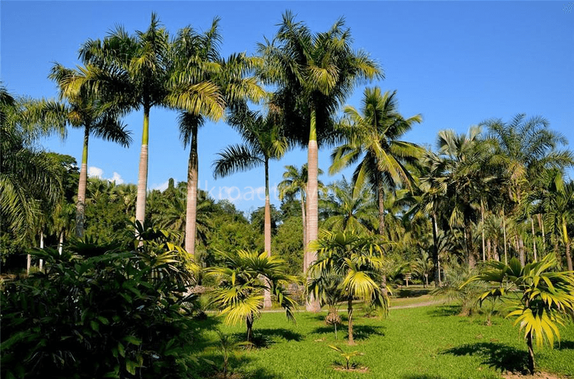 Xishuangbanna Tropical Botanical Garden.png