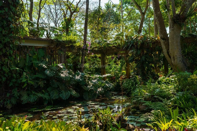 Rainforest & Nature Experiences.jpg