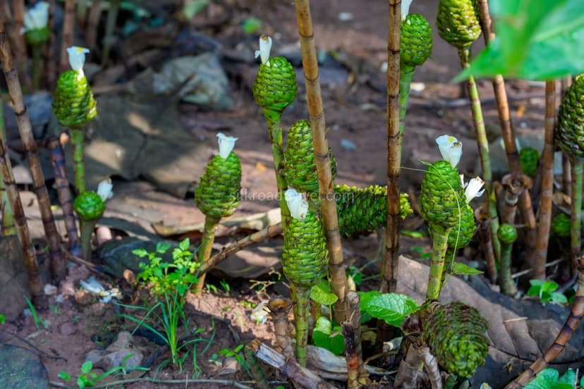 Xishuangbanna Tropical botanical Garden.jpg