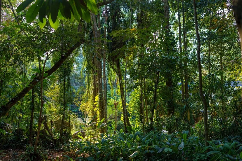 Xishuangbanna Tropical Botanical Garden.jpg