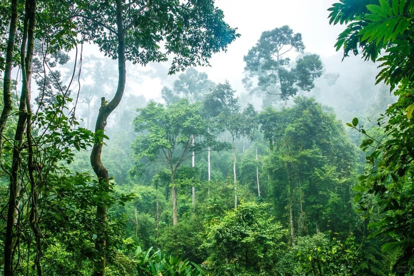 Primitive Forest Park.jpg