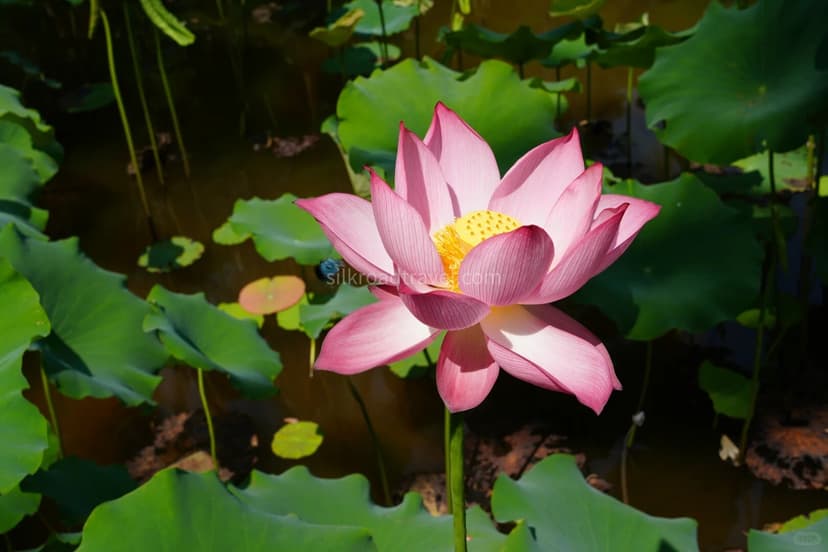 Tropical Botanical Garden.jpg