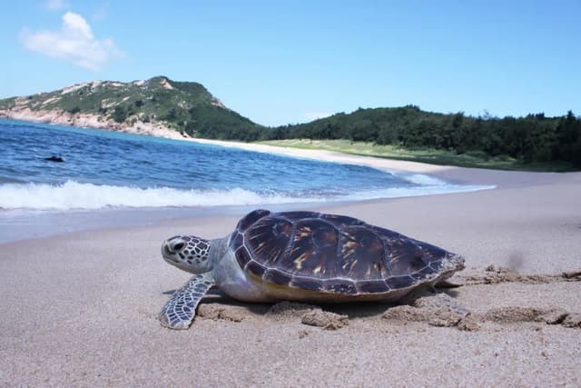 Sea Turtle.jpg Sea Turtle.jpg