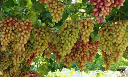 grapes-turpan.jpg