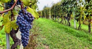 jiayuguan zixuan winery-2.jpg jiayuguan zixuan winery-2.jpg