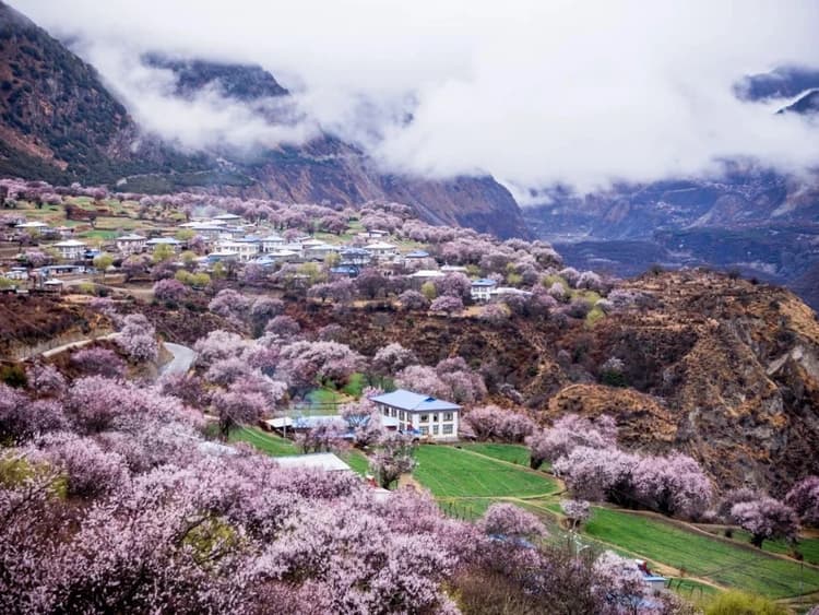 Gala Peach Blossom Village