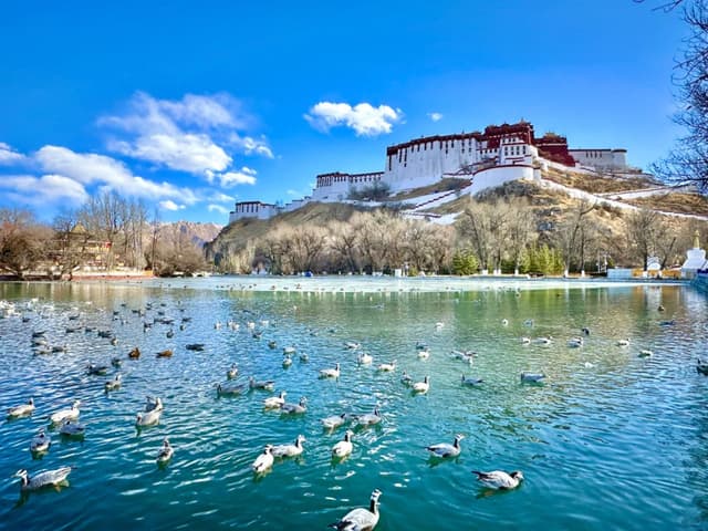 拉萨冬季观鸟指南--宗角禄康公园_1_J's trip tips_来自小红书网页版.jpg