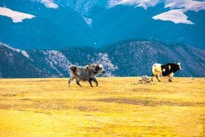 The Yak Ping