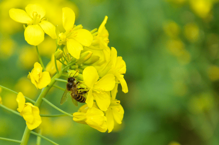 Rape Flower Rape Flower