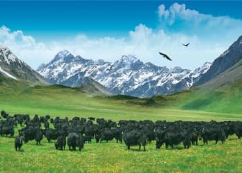 Black Yak