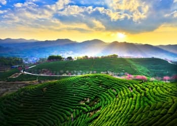 Yongfu Tea Fields and Cherry Blossoms