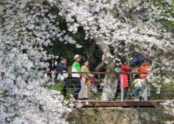Cherry Blossoms Cherry Blossoms