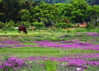 Milk Vetch