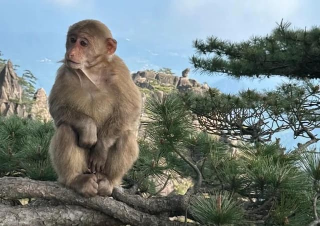 Huangshan Monkey.jpg Huangshan Monkey.jpg