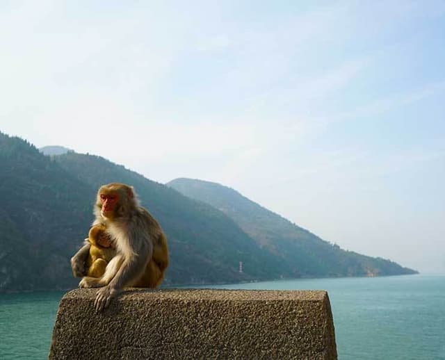 Monkey Stream.jpg
