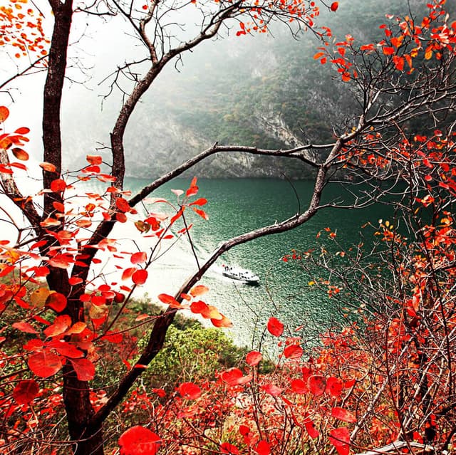 autumn foliage.jpg