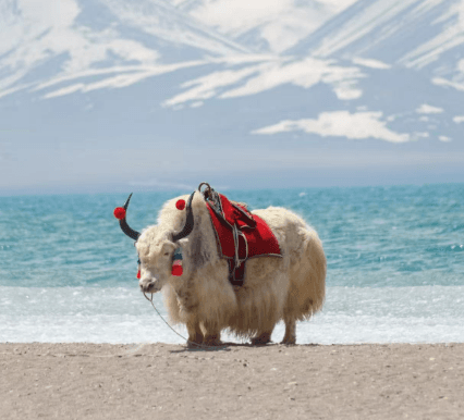 tibet-tour-yak.png
