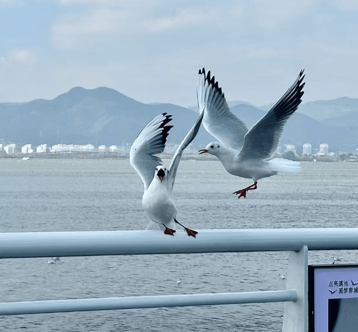 Yunnan-dianchi-seagulls-1.png