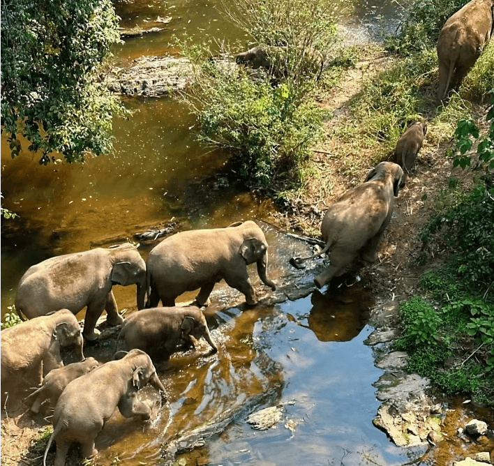 yunnan-wild-elephant-vally-2.png