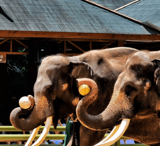 wild elephant valley 1.png