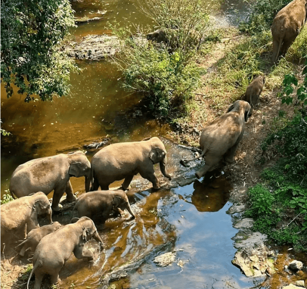 wild elephant valley 2.png
