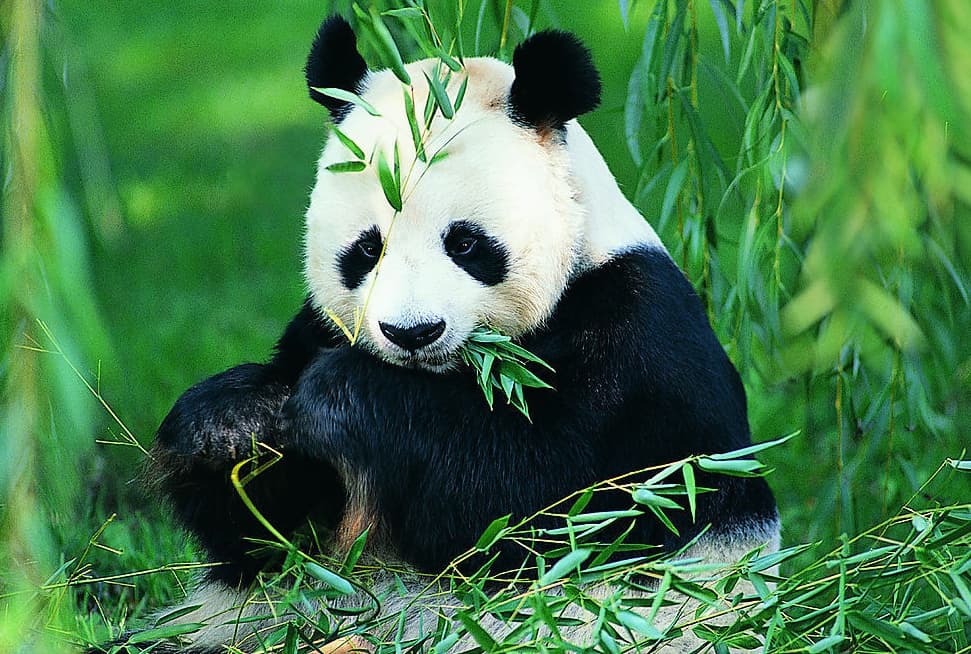 things-to-do-in-sichuan