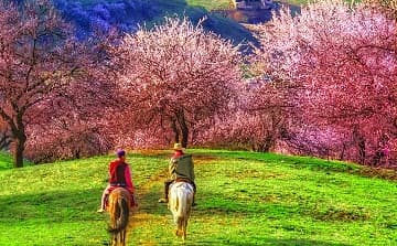 yining-apricot-valley