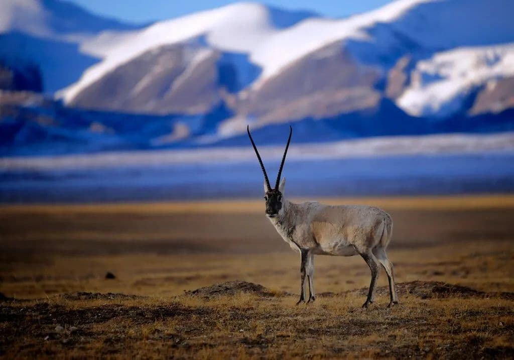 why-must-go-qinghai-in-a-life-time