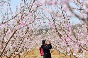 shanxi-spring-flower-guide