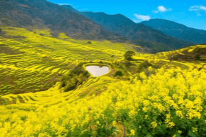 jiangxi-spring-flower-guide