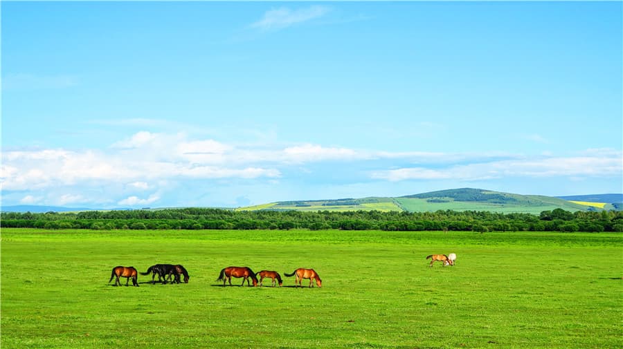 hulunbuir-grassland hulunbuir-grassland