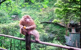 ecological-monkey-zone