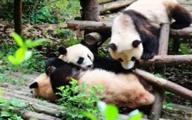 panda-base