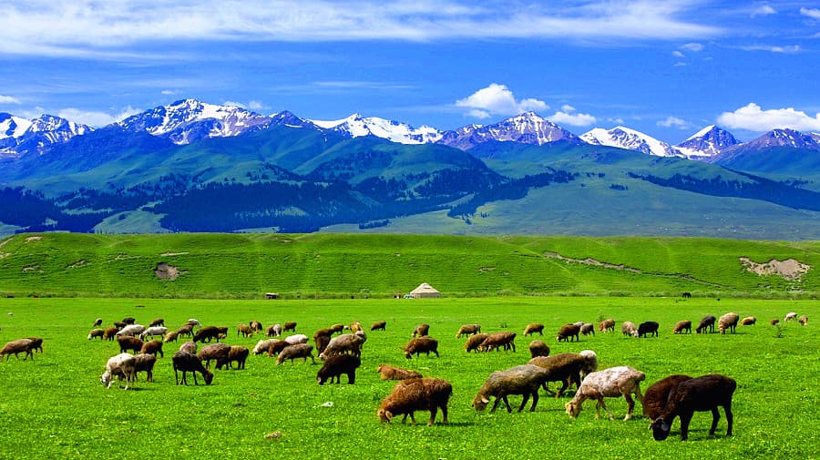 narati-grassland-01
