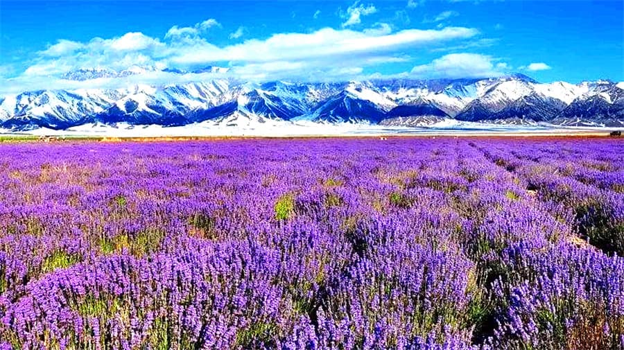 lavender