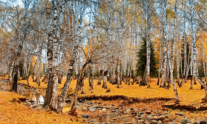 jiadengyu-1