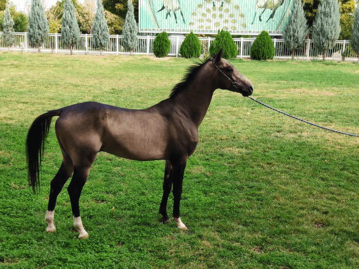 akhalteke-horses