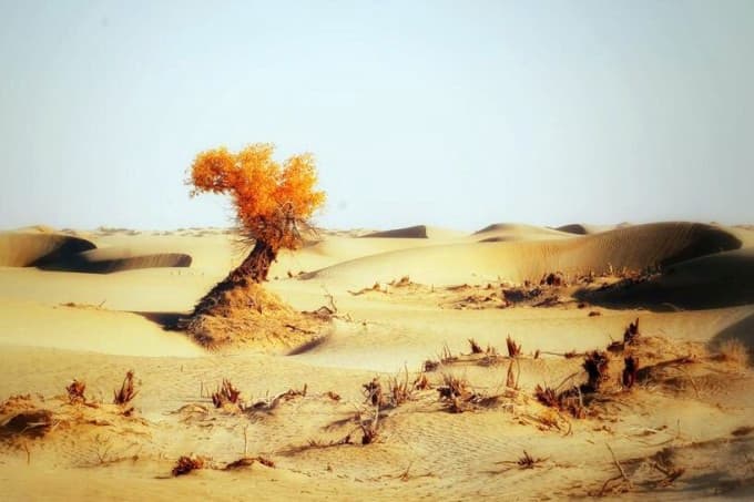 n-39-desert-1