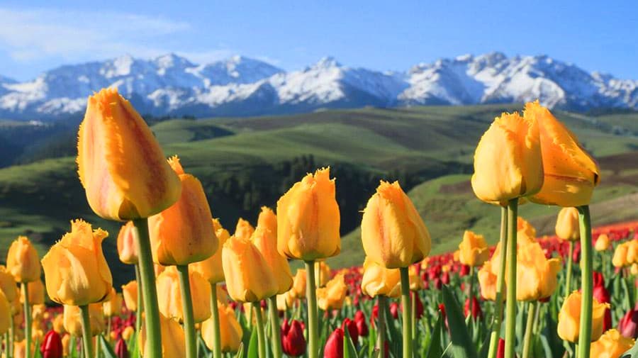 jiangbulake-tulips jiangbulake-tulips