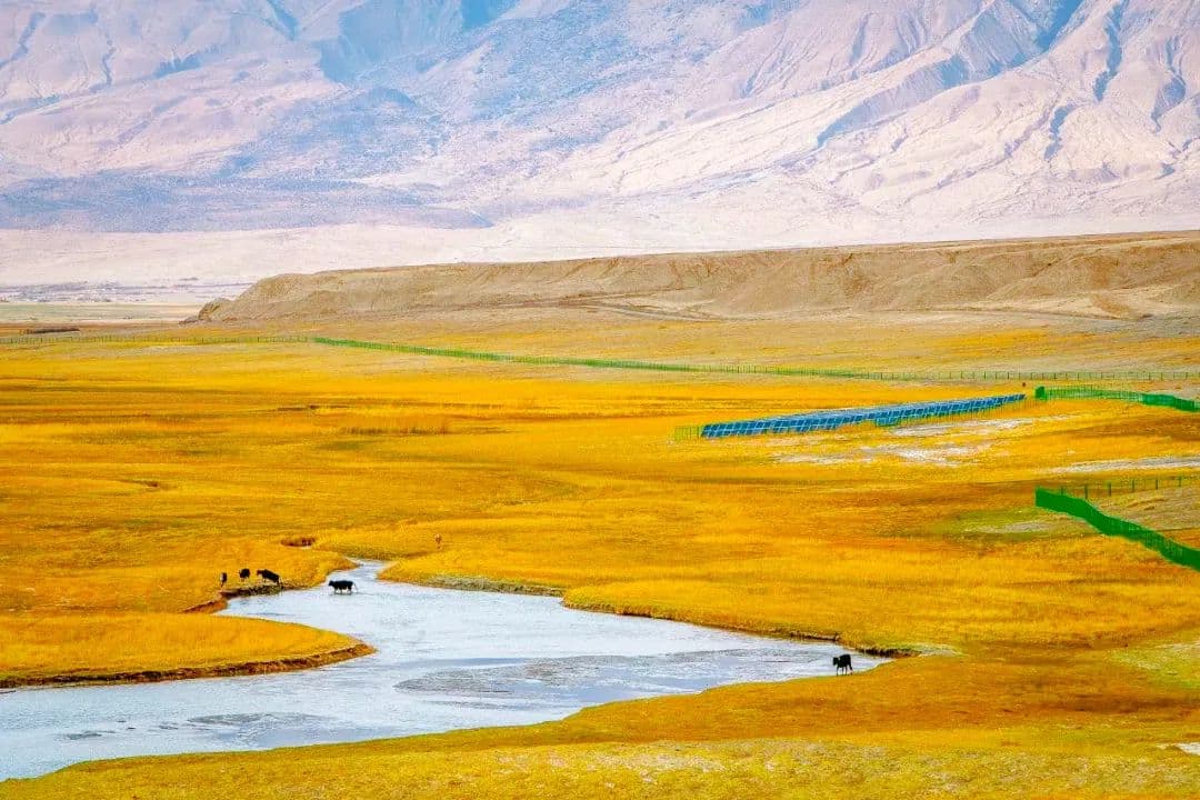 golden-grassland