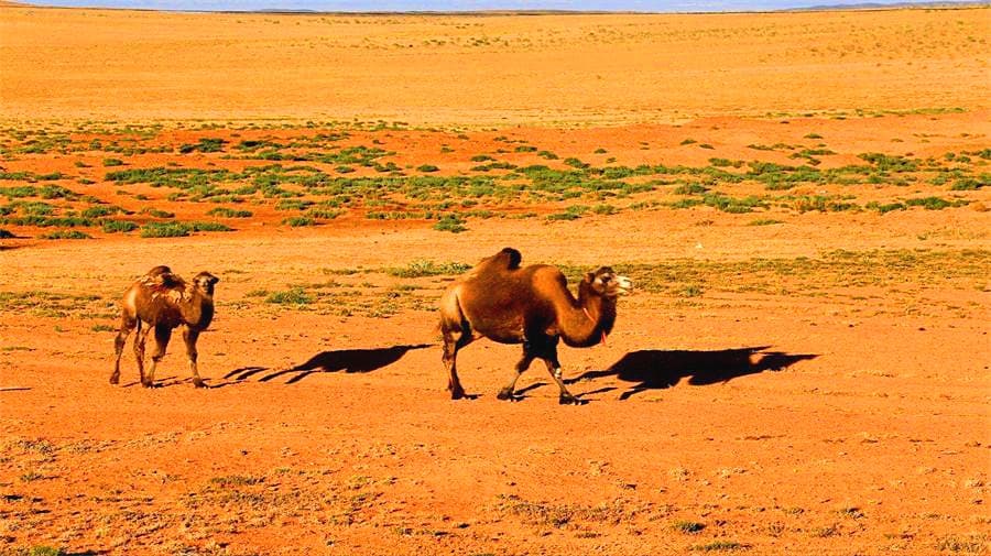 gurbantunggut-desert